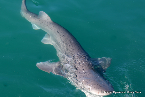 Sevengill shark, South Africa